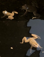 Euphlyctis cyanophlyctis