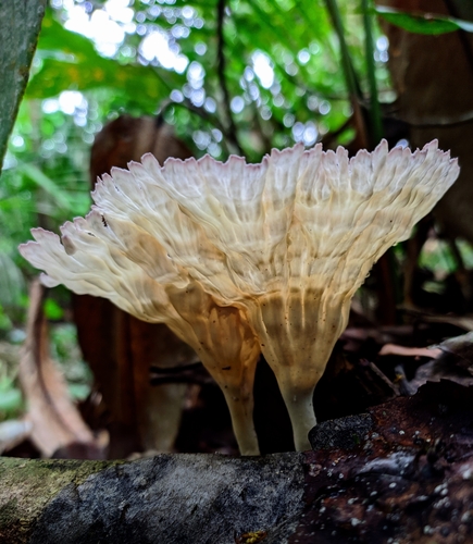 Cymatoderma caperatum, foto de la comunidad