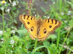 Junonia almana