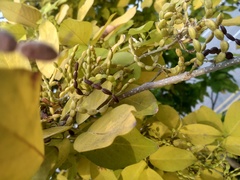 Dendrolobium umbellatum