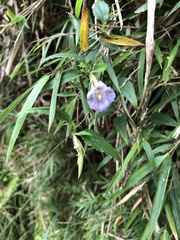 Tripterospermum lanceolatum
