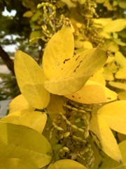 Dendrolobium umbellatum