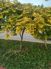 Dendrolobium umbellatum