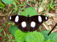 Hypolimnas misippus