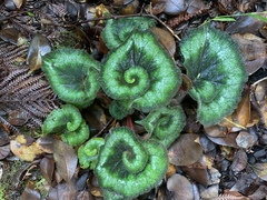 Begonia rex-cultorum