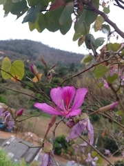 Bauhinia × blakeana