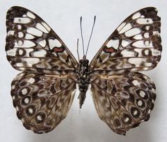 Hamadryas feronia farinulenta
