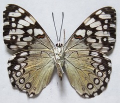 Hamadryas feronia farinulenta