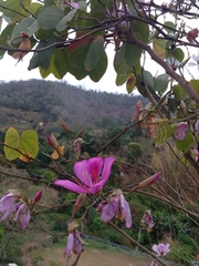 Bauhinia × blakeana