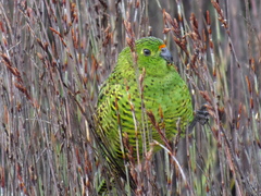 Pezoporus wallicus wallicus