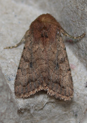 Nudorthodes variabilis