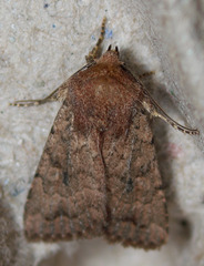 Nudorthodes variabilis