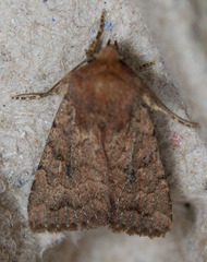 Nudorthodes variabilis