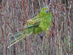 Pezoporus wallicus wallicus