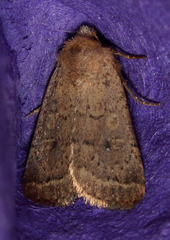 Homorthodes communis