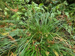 Carex deweyana