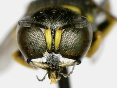 Ectemnius stirpicola