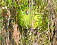 Pezoporus wallicus wallicus