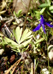 Delphinium gracilentum