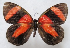Callicore pitheas