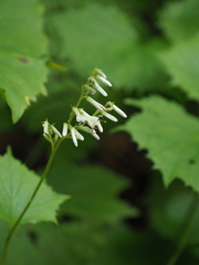 Parasenecio kamtschaticus