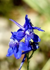 Delphinium gracilentum