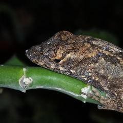 Anolis sagrei