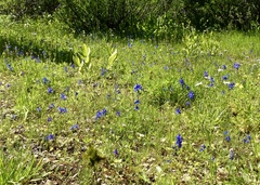 Delphinium gracilentum