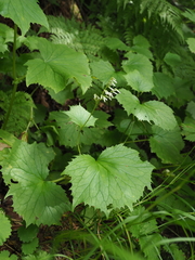 Parasenecio kamtschaticus