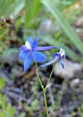 Delphinium gracilentum