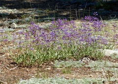 Penstemon gracilentus