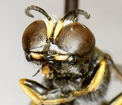 Ectemnius stirpicola