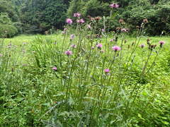 Cirsium oligophyllum