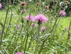Cirsium oligophyllum