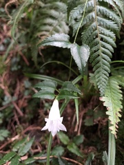 Tripterospermum luzonense