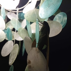 Pachylia ficus