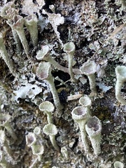 Cladonia