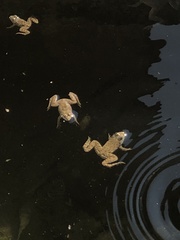 Euphlyctis cyanophlyctis