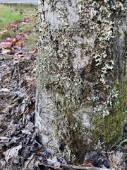 Cladonia