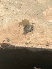 Euphlyctis cyanophlyctis