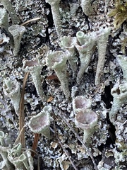 Cladonia