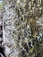Cladonia