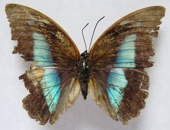 Archaeoprepona demophon centralis