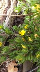 Pultenaea involucrata