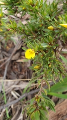 Pultenaea involucrata