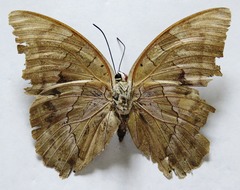 Archaeoprepona demophon centralis