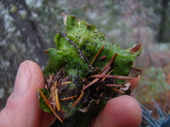 Peltigera leucophlebia
