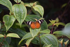 Aterica rabena