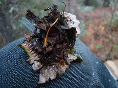 Peltigera leucophlebia