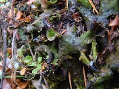 Peltigera leucophlebia